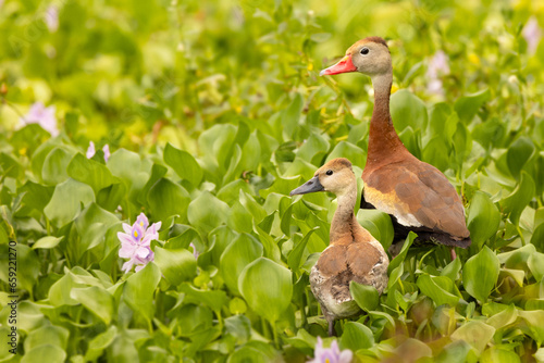 A black-bellied whistling duck (Dendrocygna autumnalis) and its young offspring in Sarasota, Florida