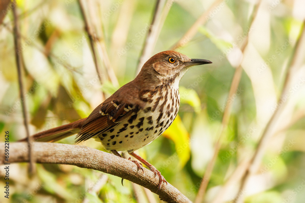 A brown thrasher (Toxostoma rufum) — a beautiful but shy songbird — in southwest Florida A brown thrasher (Toxostoma rufum) — a beautiful but shy songbird — in southwest Florida