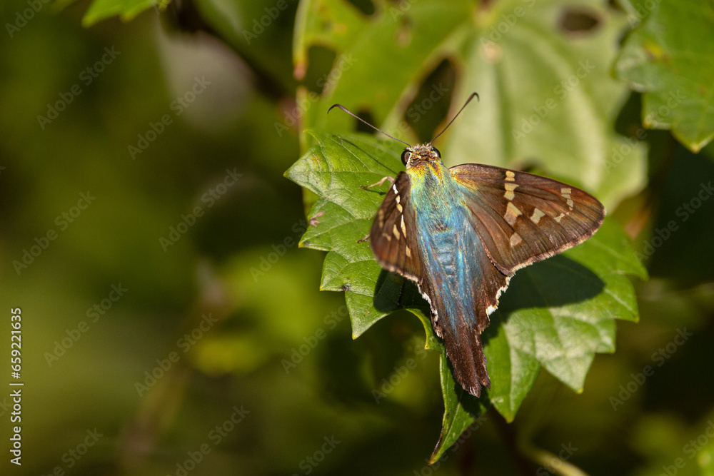 A butterfly—probably a long-tailed skipper (Urbanus proteus)—in the woods in Sarasota, Florida. Please check species ID with an expert if accuracy is important to your project. A butterfly—probably a long-tailed skipper (Urbanus proteus)—in the woods in Sarasota, Florida. Please check species ID with an expert if accuracy is important to your project.
