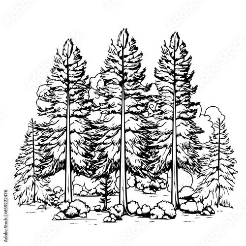 Handdrawn Pine Trees Forest Black and White Line Art Illustration