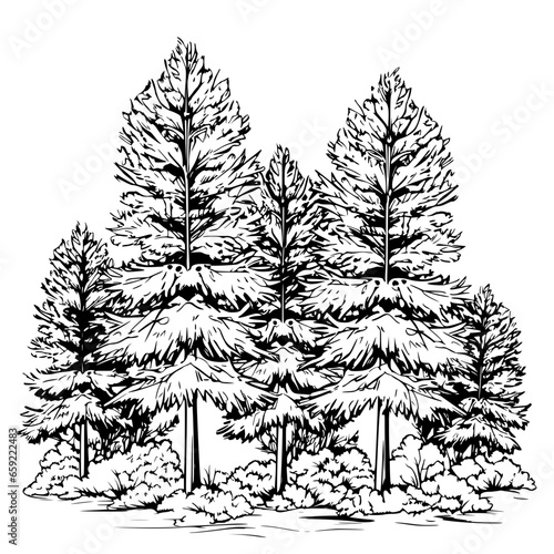 Handdrawn Pine Trees Forest Black and White Line Art Illustration