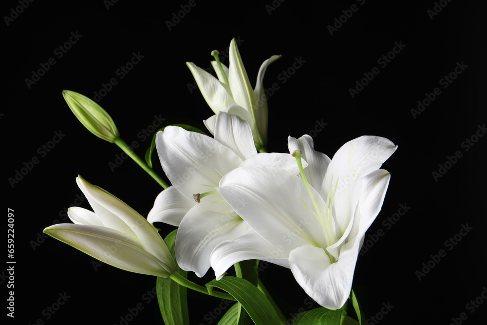 Beautiful white lily flowers on black background, closeup