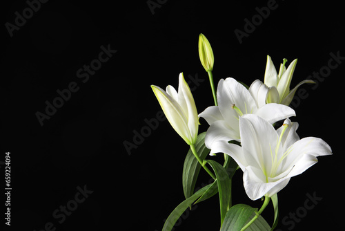 Beautiful white lily flowers on black background, space for text