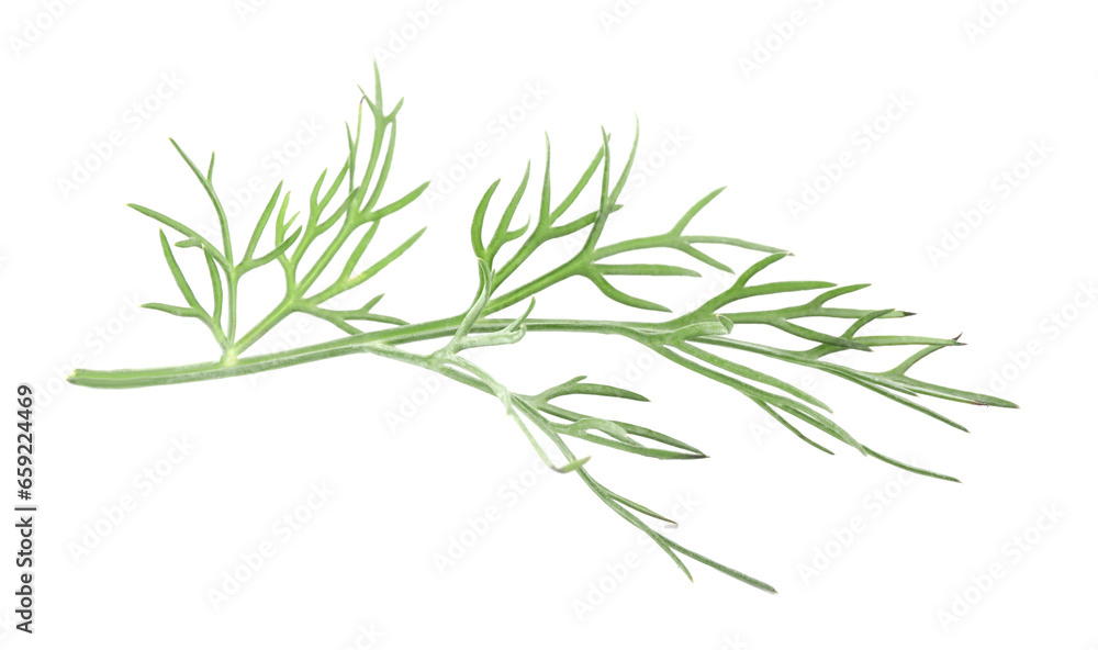 Fototapeta premium Sprig of fresh dill isolated on white