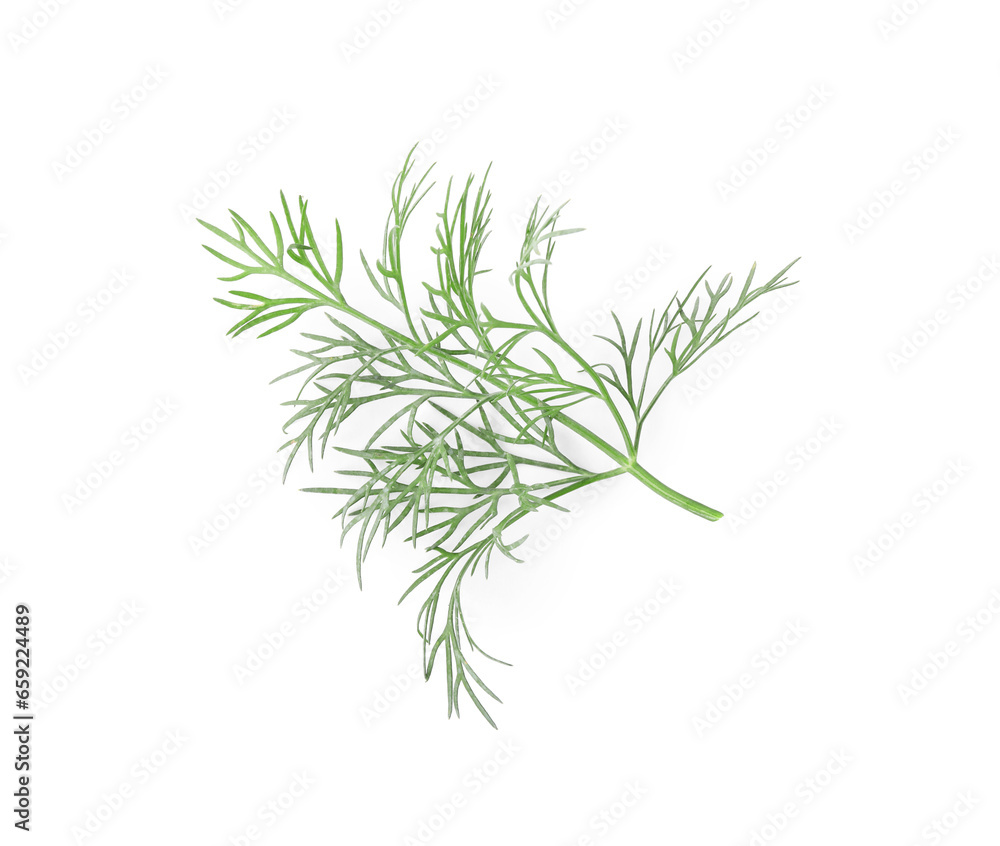 Sprig of fresh dill isolated on white, top view Sprig of fresh dill isolated on white, top view