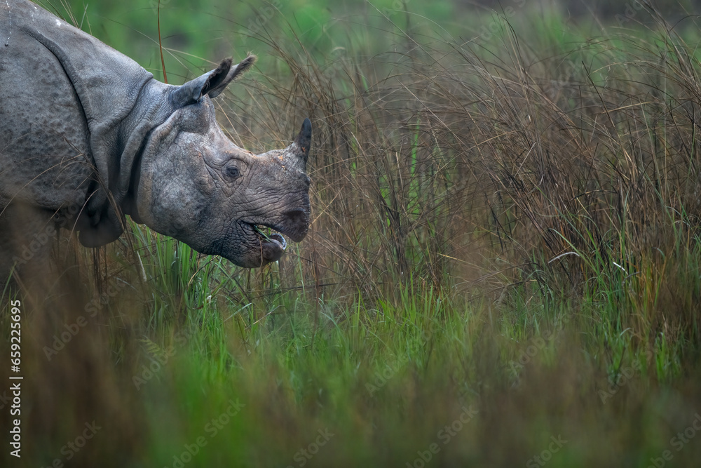 Fototapeta premium Greater one-horned rhino grazing in the grasslands of Assam in North-east India