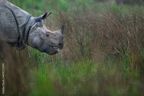 Greater one-horned rhino grazing in the grasslands of Assam in North-east India photo
