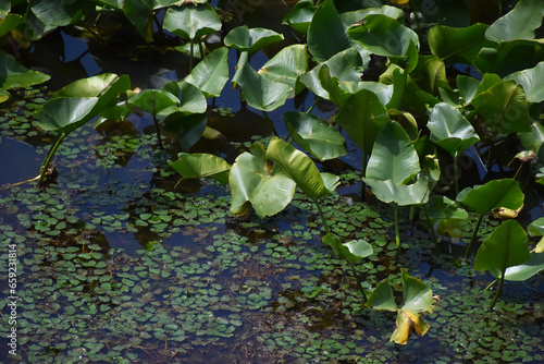 The lotus green leaves on the water pond reflected under the summer sun in Sapporo Japan