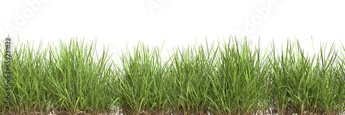 Grass border isolated on transparent background.