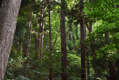 The old deep forest trees with the ancient historical air at the Maruyama mountain in Sapporo Japan