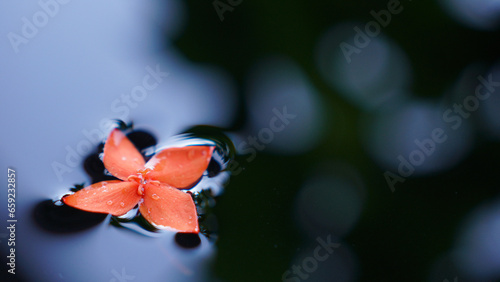 Close Up of orange flowers floating on the surface of the water.
