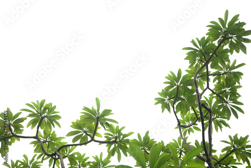 Isolated image of branches of a big tree on a transparent background png file.
