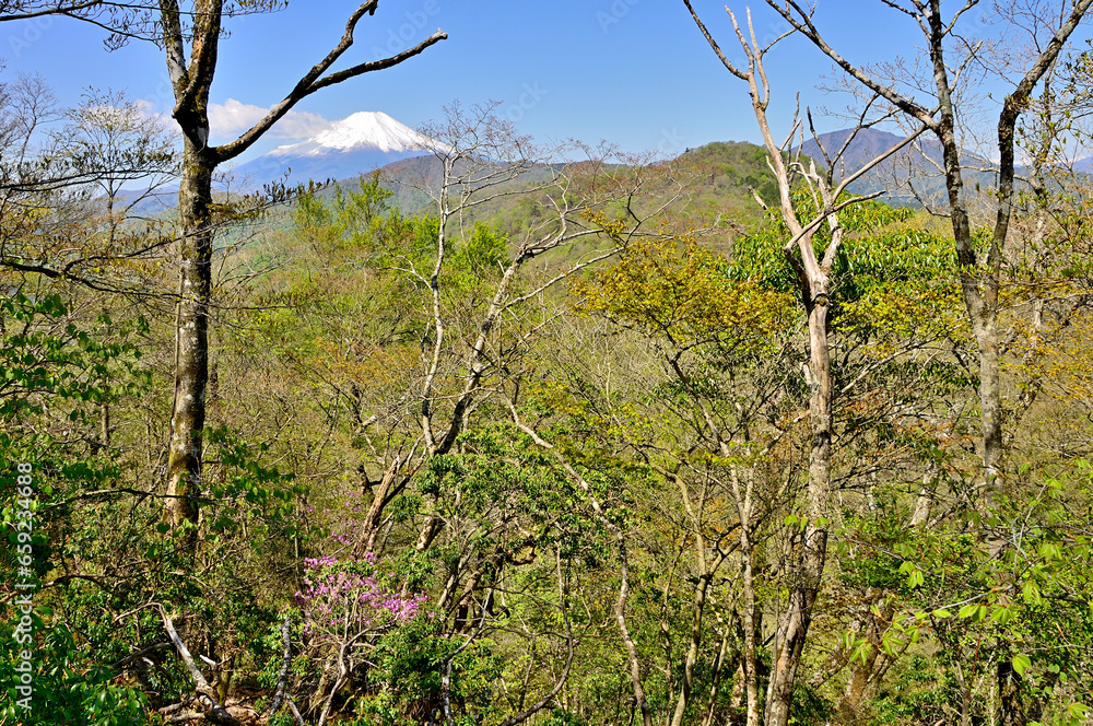 西丹沢の畦ヶ丸 新緑の山地に富士山
西丹沢の畦ヶ丸 新緑の山地に富士山