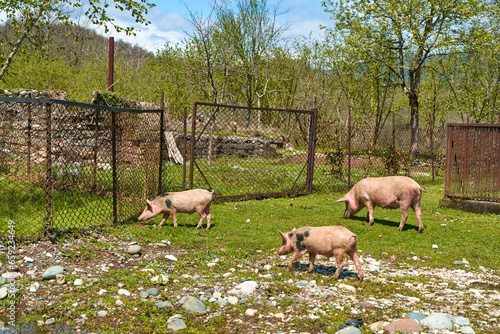 The life of a family of pigs in the village. Breeding pigs