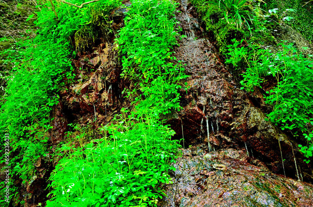 Obraz premium 西丹沢の畦ヶ丸 本棚沢 滴る沢水 