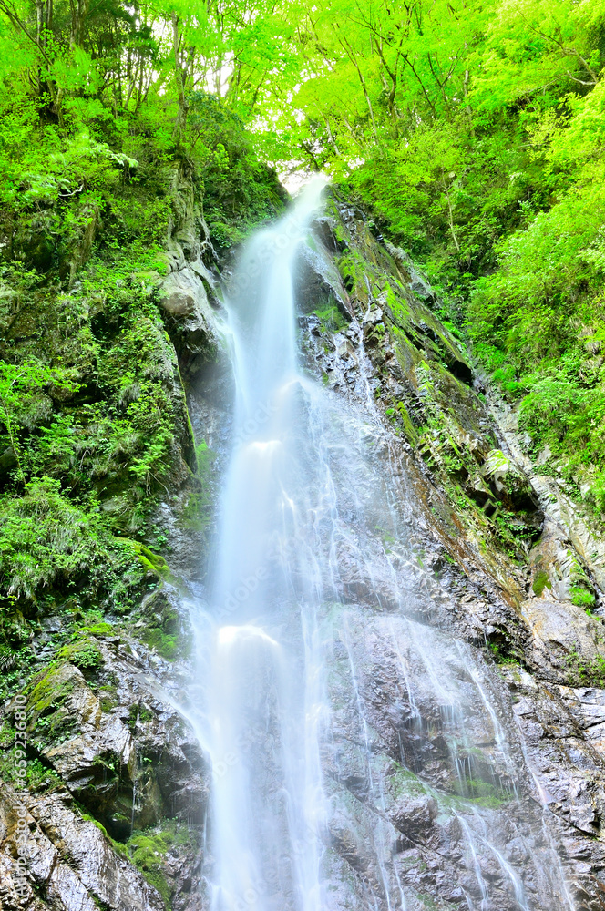 Naklejka premium 西丹沢の畦ヶ丸 新緑の頃の本棚 