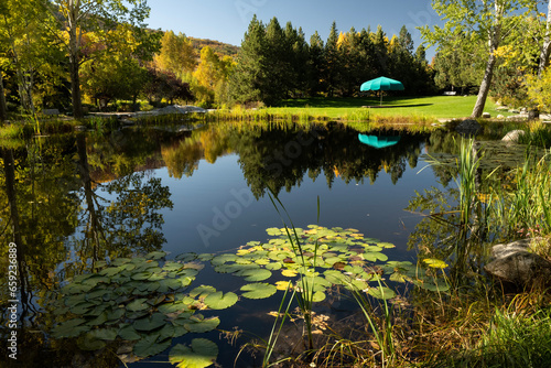Lily pads on pond; Yampa River Botanic Park; Steamboat Springs, Colorado