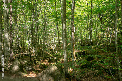 Forests in the Orlu National Wildlife Reserve, in Ariège, the Maison des Loups in France