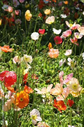 Beautiful multi color poppy flowers in wildflower garden in Australia