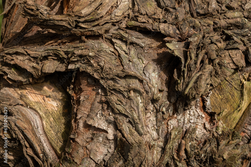 bark of a tree, close up, texture, bark of a tree, close up, texture,
