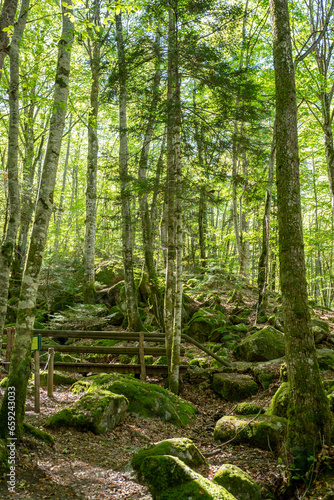 Forests in the Orlu National Wildlife Reserve, in Ariège, the Maison des Loups in France © martinscphoto