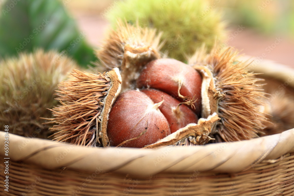 籠に盛られ収穫されたイガの中の栗の実