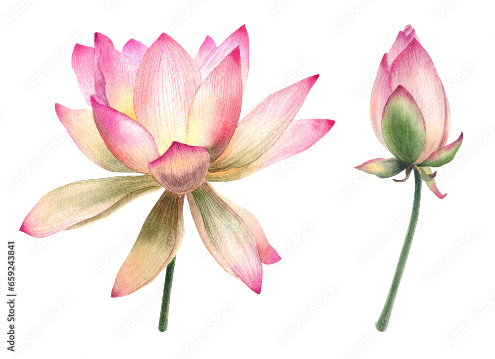 Watercolor, lotus flowers, leaves, illustration, hand painted, pink water flower, water lily, seeds, botanical painting, floral invitations