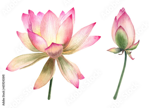 Watercolor  lotus flowers  leaves  illustration  hand painted  pink water flower  water lily  seeds  botanical painting  floral invitations