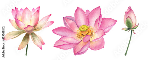 Watercolor lotus flowers  realistic illustrations  hand painted  pink water flower  water lily  seeds  botanical painting  floral invitations