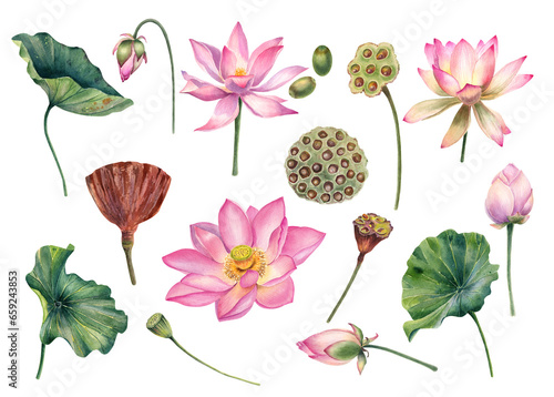 Watercolor lotus flowers, leaves illustrations, hand painted, pink water flower, water lily, seeds, botanical painting, floral invitations