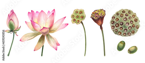 Fotografie Watercolor lotus flowers, leaves