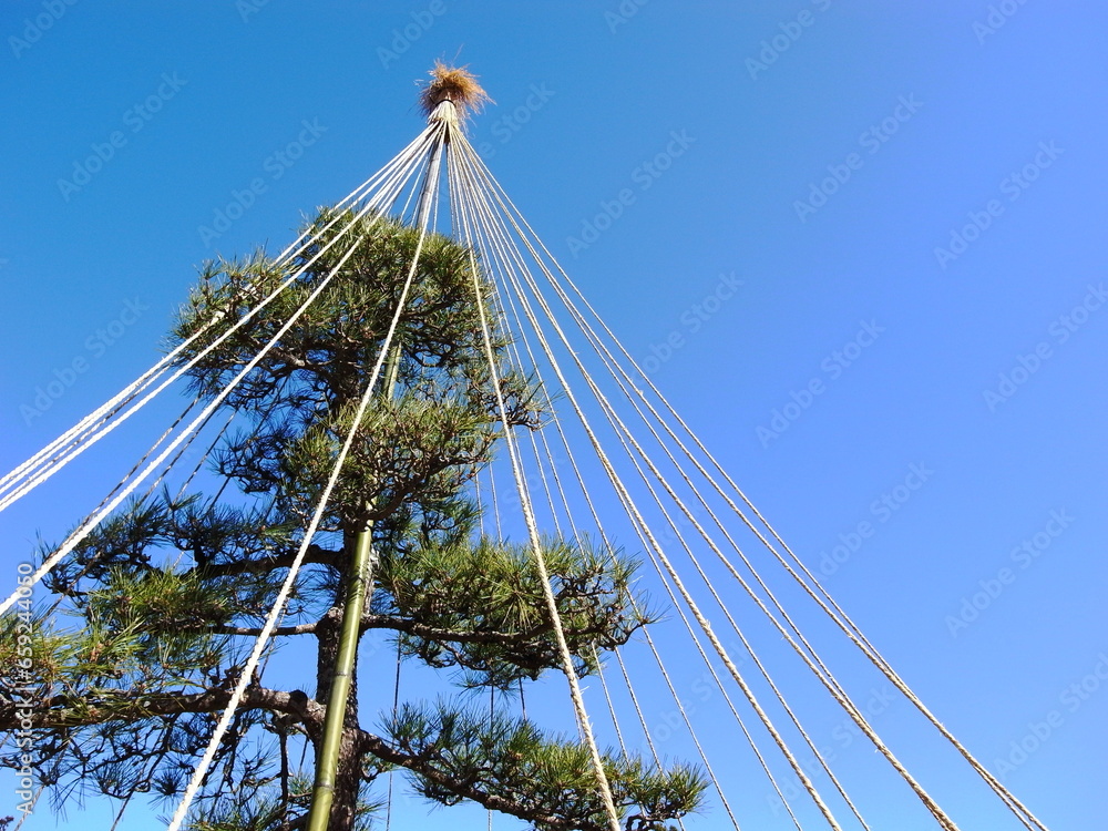 Fototapeta premium 冬の雪吊りの松と青空