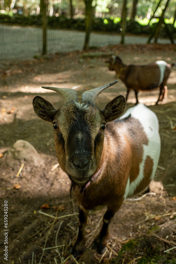Goats in the Orlu National Wildlife Reserve, in Ariège, the Maison des Loups in France. Goats in the Orlu National Wildlife Reserve, in Ariège, the Maison des Loups in France.
