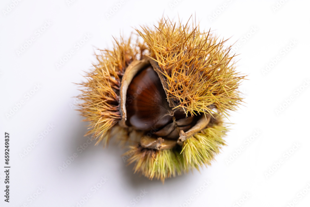 Chestnuts, shell and fruit, isolated, white background Chestnuts, shell and fruit, isolated, white background