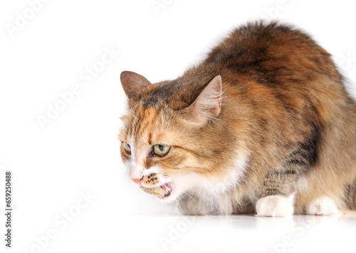 Foto Cat with tablet or large pill in mouth
