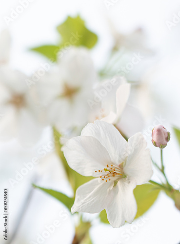 Fototapeta Naklejka Na Ścianę i Meble -  Cherry white blossom in spring and nature background