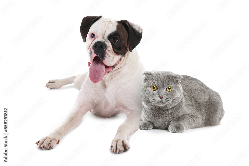 Cute Scottish fold cat and boxer dog on white background Cute Scottish fold cat and boxer dog on white background