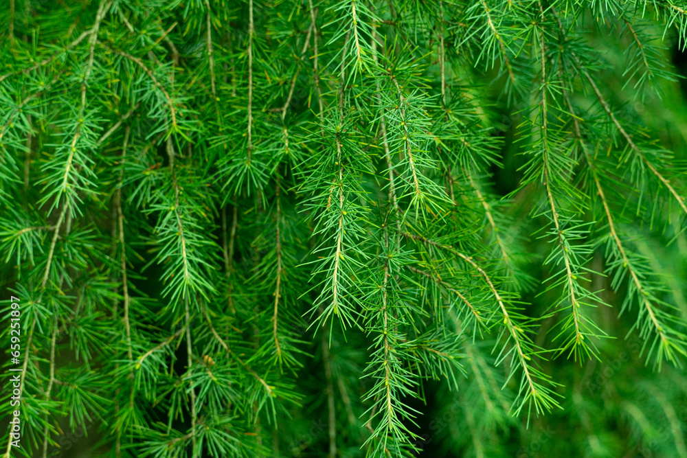 Full frame shot of fresh green plants Full frame shot of fresh green plants