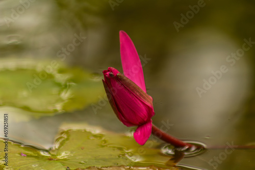 Lotus bud