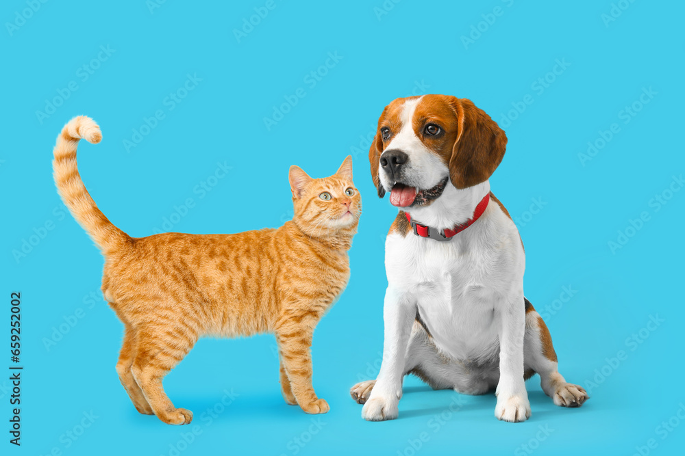 Cute red cat and Beagle dog on light blue background