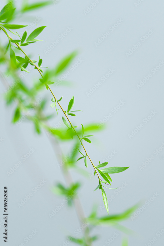 Obraz premium Green tree branches almost touching the lake water