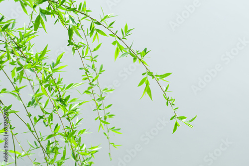 Green tree branches almost touching the lake water