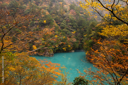 Fototapeta Naklejka Na Ścianę i Meble -  Shizuoka Yume no Tsuribashi suspension bridge on the emerald river in autumn leave season Japan,