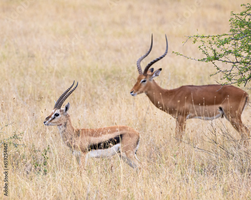 Thompson s Gazelle with Impala in the background  Masai Mara  Kenya