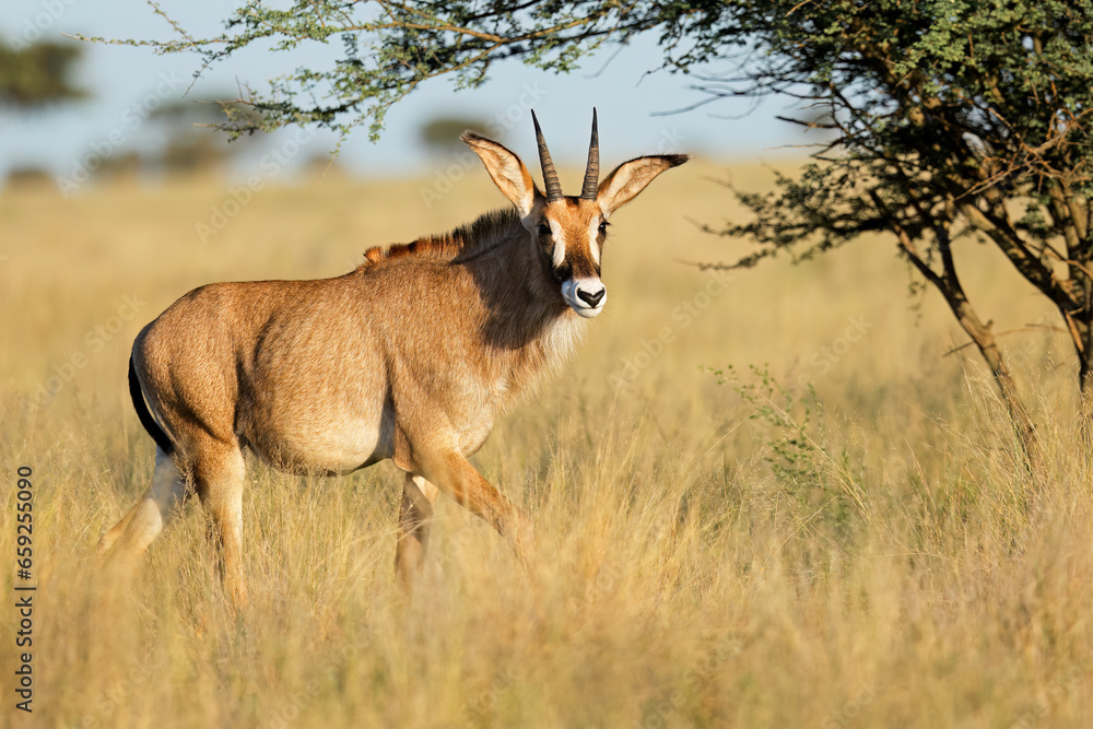 Fototapeta premium A rare roan antelope (Hippotragus equinus) in open grassland, Mokala National Park, South Africa.