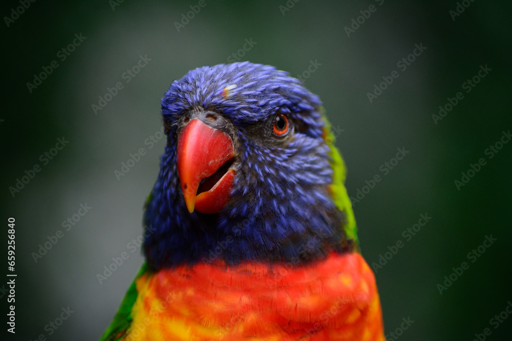 parrot wildlife bird