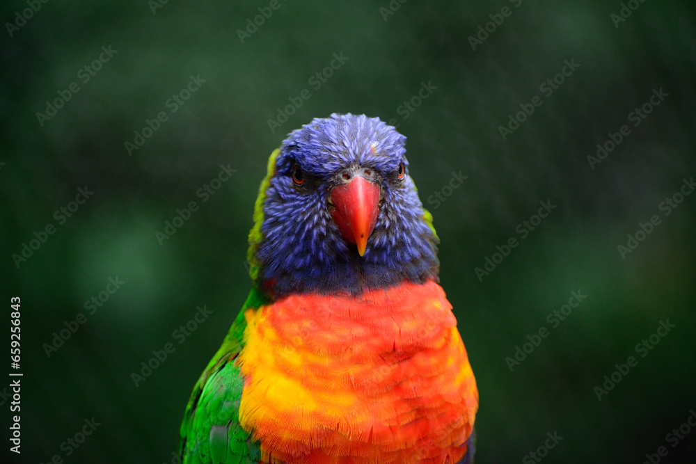 Naklejka premium parrot wildlife bird