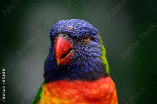 parrot wildlife bird