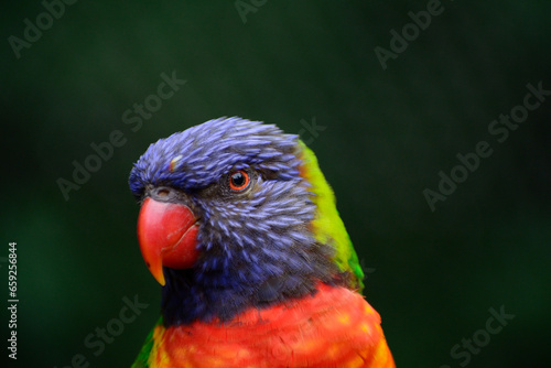 parrot wildlife bird