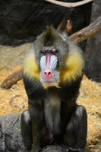 mother and baby macaque